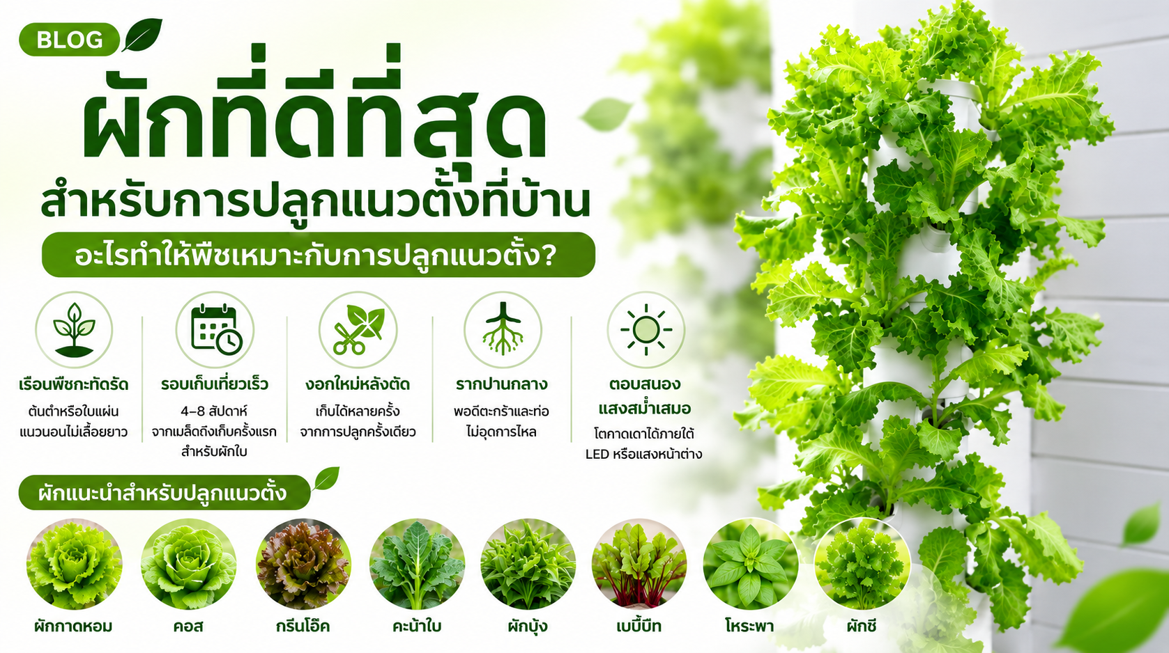 ผักที่ดีที่สุดสำหรับการปลูกแนวตั้งที่บ้าน