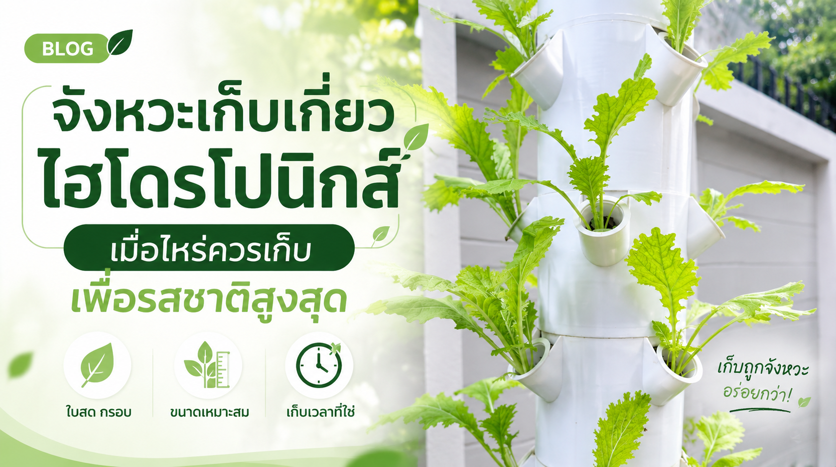 จังหวะเก็บเกี่ยวไฮโดรโปนิกส์: เมื่อไหร่ควรเก็บเพื่อรสชาติสูงสุด